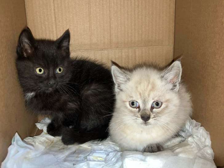 A donner 2 chatons à apprivoiser