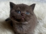 Chatons British Shorthair chocolat à vendre