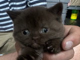 Chatons British Shorthair chocolat à vendre