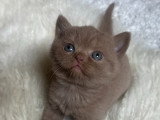 Chatons British Shorthair chocolat à vendre