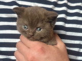Chatons British Shorthair chocolat à vendre