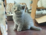 3 chatons Scottish non LOOF nés en avril 2026 à réserver