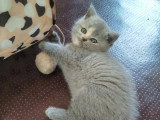 3 chatons Scottish non LOOF nés en avril 2026 à réserver