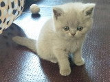3 chatons Scottish non LOOF nés en avril 2026 à réserver