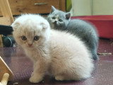 3 chatons Scottish non LOOF nés en avril 2026 à réserver