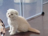 3 chatons Scottish non LOOF nés en avril 2026 à réserver