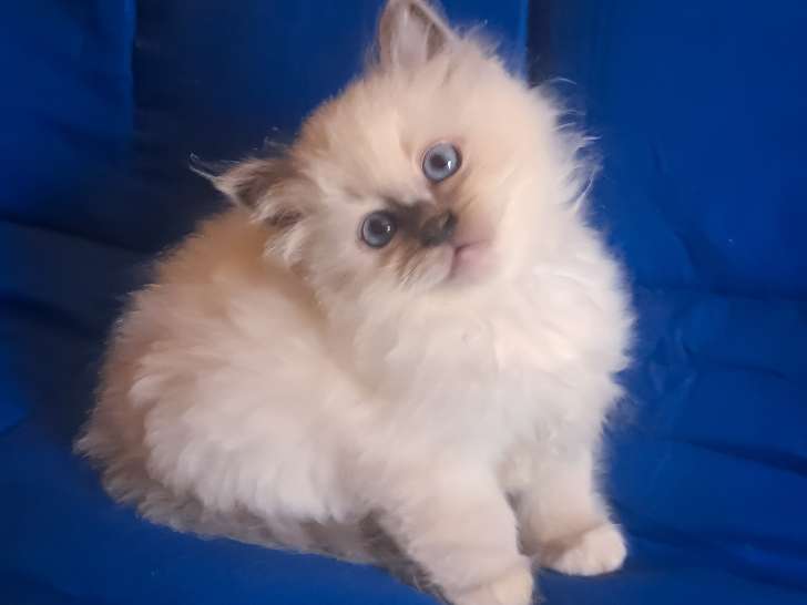 Merveilleuse femelle Sacré de Birmanie blue point à vendre