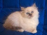 Merveilleuse femelle Sacré de Birmanie blue point à vendre