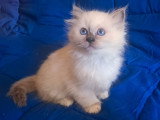 Merveilleuse femelle Sacré de Birmanie blue point à vendre
