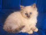 Merveilleuse femelle Sacré de Birmanie blue point à vendre