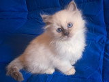Merveilleuse femelle Sacré de Birmanie blue point à vendre