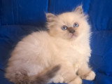Merveilleuse femelle Sacré de Birmanie blue point à vendre