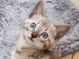 5 chatons Bengal femelles snow et marble LOOF de mars 2026 à vendre