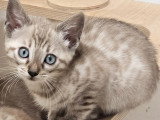 5 chatons Bengal femelles snow et marble LOOF de mars 2026 à vendre