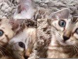5 chatons Bengal femelles snow et marble LOOF de mars 2026 à vendre