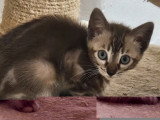 5 chatons Bengal femelles snow et marble LOOF de mars 2026 à vendre