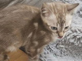 5 chatons Bengal femelles snow et marble LOOF de mars 2026 à vendre