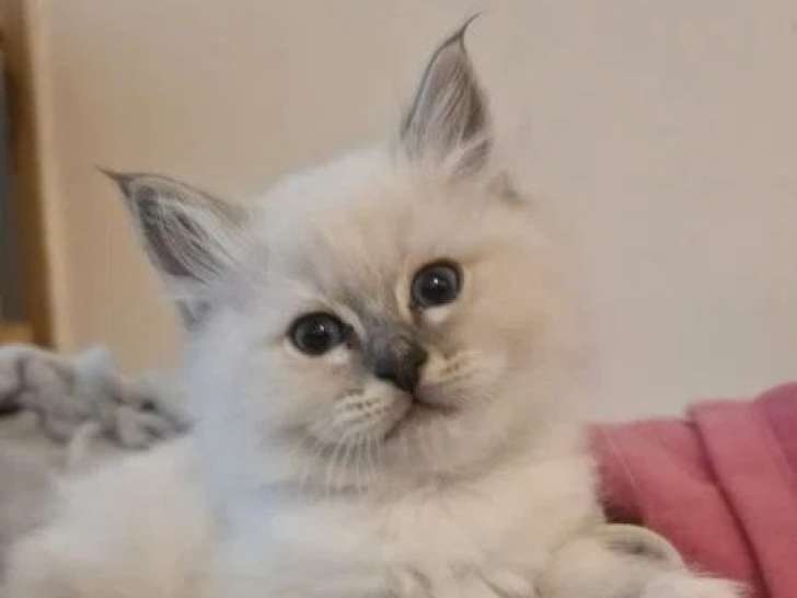 5 chatons Sacrés de Birmanie LOOF de mars 2026 à vendre