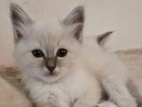 5 chatons Sacrés de Birmanie LOOF de mars 2026 à vendre