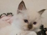 5 chatons Sacrés de Birmanie LOOF de mars 2026 à vendre
