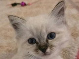5 chatons Sacrés de Birmanie LOOF de mars 2026 à vendre