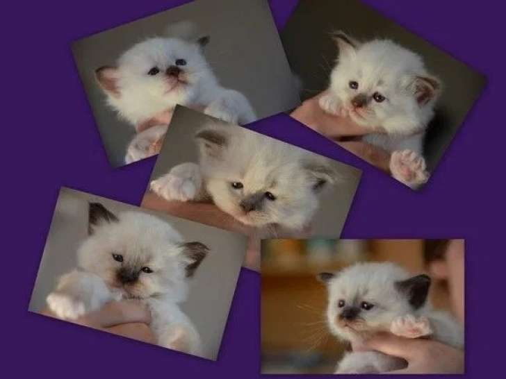 1 chaton Sacré de Birmanie LOOF à réserver né mars 2026