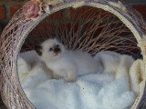 1 chaton Sacré de Birmanie LOOF à réserver né mars 2026