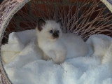 1 chaton Sacré de Birmanie LOOF à réserver né mars 2026