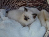 1 chaton Sacré de Birmanie LOOF à réserver né mars 2026