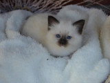 1 chaton Sacré de Birmanie LOOF à réserver né mars 2026