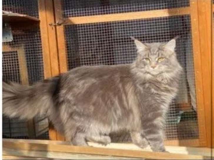 Chat Maine Coon mâle LOOF pour saillie, fauve de mars 2025