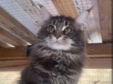 Chat Maine Coon mâle LOOF pour saillie, fauve de mars 2025
