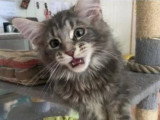 Chat Maine Coon mâle LOOF pour saillie, fauve de mars 2025