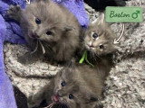Chat Maine Coon mâle LOOF pour saillie, fauve de mars 2025