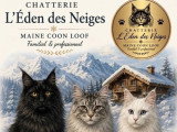 Chat Maine Coon mâle LOOF pour saillie, fauve de mars 2025