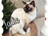 Chatte Ragdoll blanche de mars 2024 LOOF à vendre