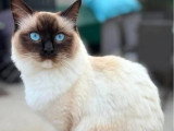 Chatte Ragdoll blanche de mars 2024 LOOF à vendre