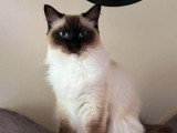 Chatte Ragdoll blanche de mars 2024 LOOF à vendre