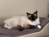 Chatte Ragdoll blanche de mars 2024 LOOF à vendre