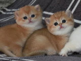 3 chatons British Shorthair LOOF à réserver nés en avril 2026