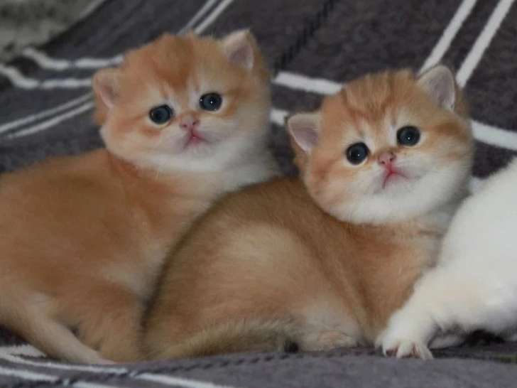 3 chatons British Shorthair LOOF à réserver nés en avril 2026