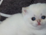 3 chatons British Shorthair LOOF à réserver nés en avril 2026