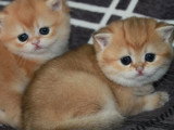 3 chatons British Shorthair LOOF à réserver nés en avril 2026