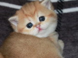 3 chatons British Shorthair LOOF à réserver nés en avril 2026