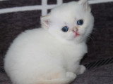 3 chatons British Shorthair LOOF à réserver nés en avril 2026