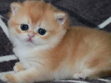 3 chatons British Shorthair LOOF à réserver nés en avril 2026