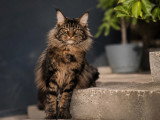 Mâle Maine Coon LOOF disponible pour saillie
