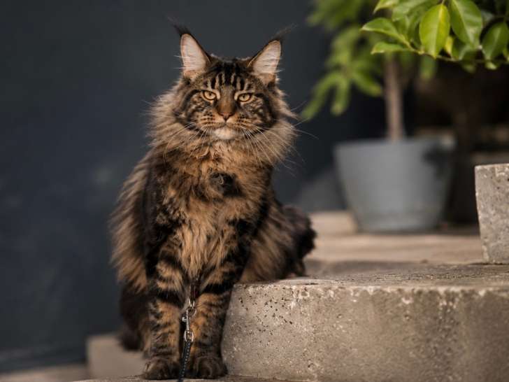 Mâle Maine Coon LOOF disponible pour saillie