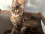 Deux chatons femelles Maine Coon LOOF nés en février 2026