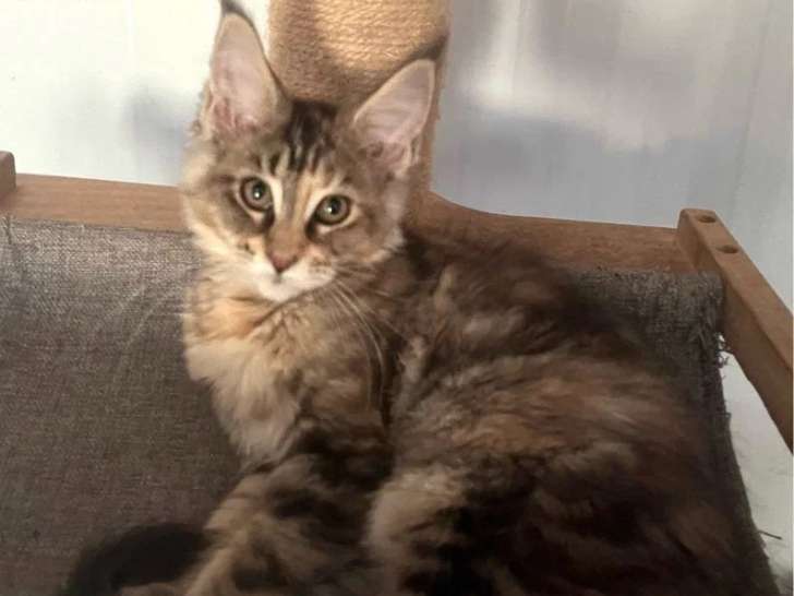 Deux chatons femelles Maine Coon LOOF nés en février 2026